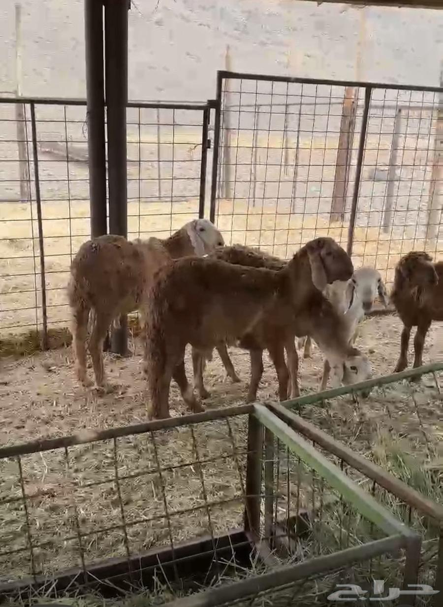 طليان تربية ذبايح سواكني64194689003394110