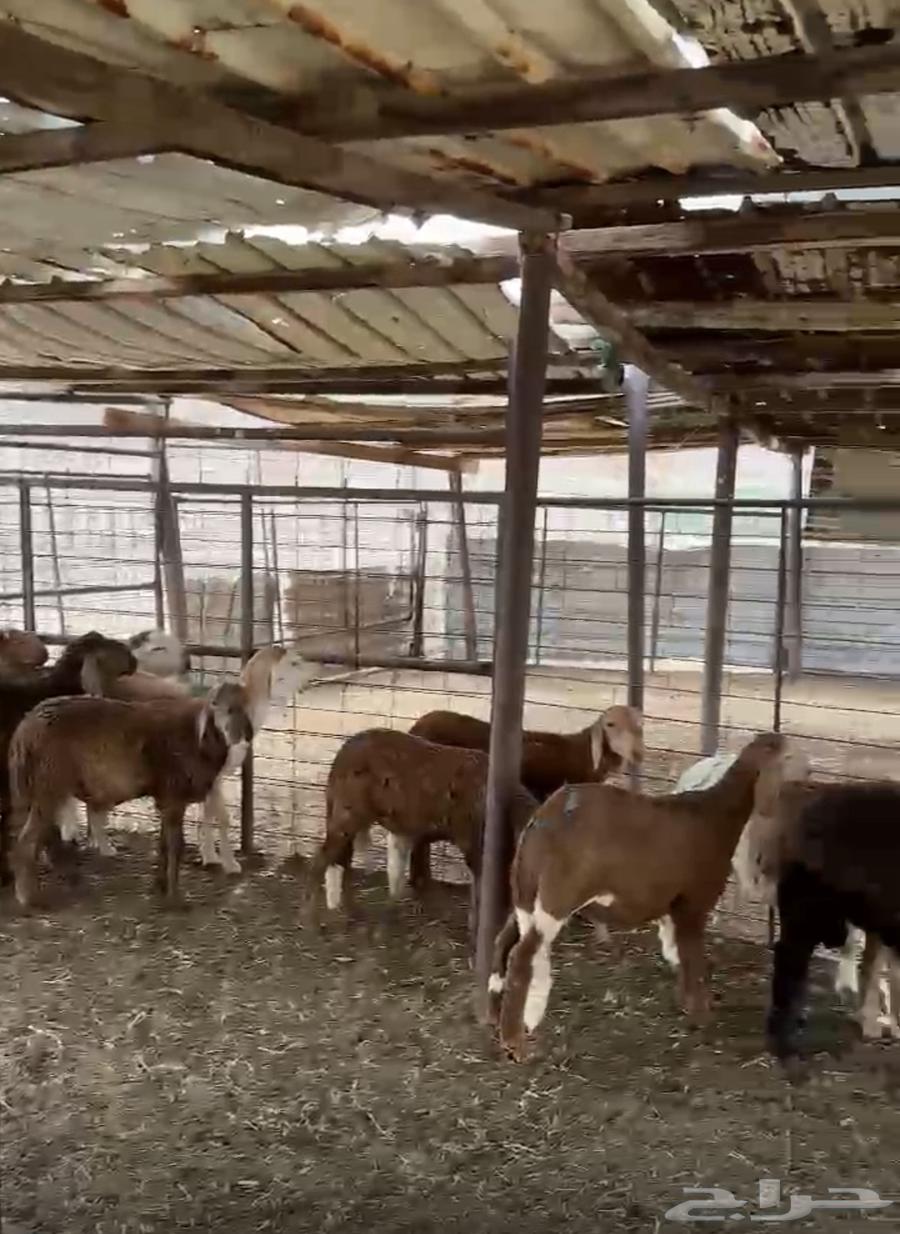 طليان تربية ذبايح سواكني64194689003394111