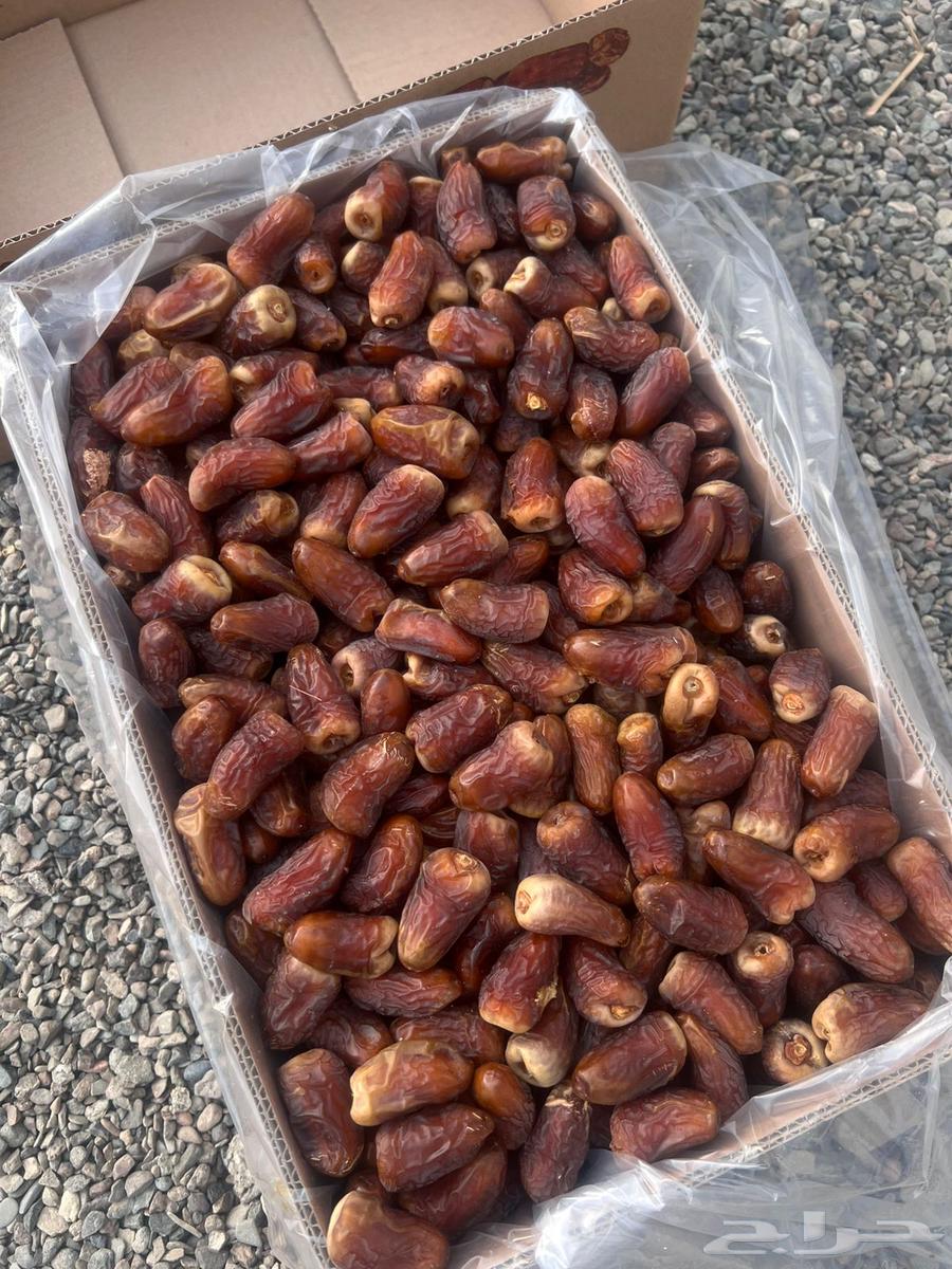 تمر برني العيص انتاج السنه64193978853634112