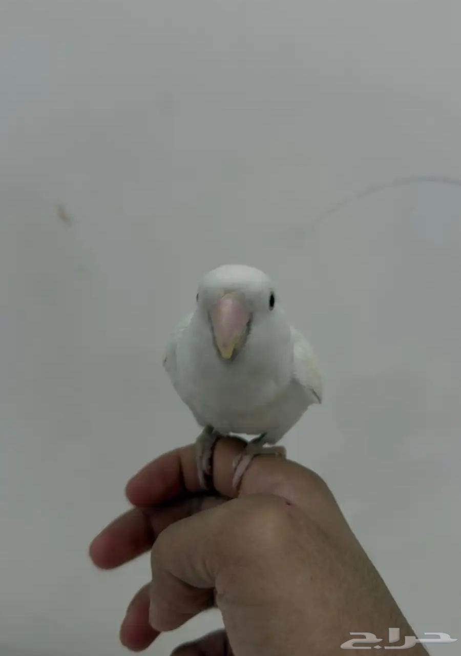 Bird of the day64178323655553111