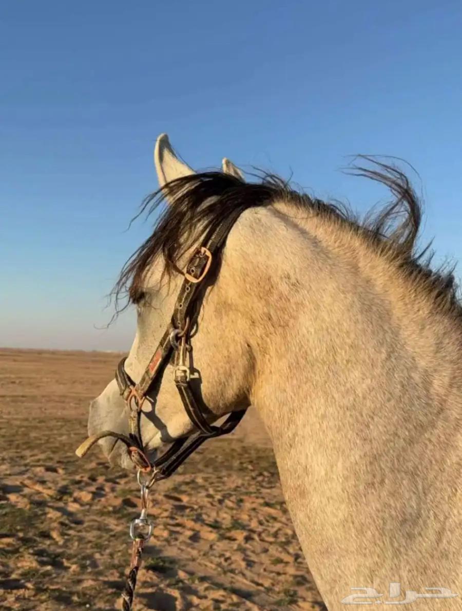 مهرة عربية أصيلة واوراقها جاهزه للنقل الموقع حفر الباطن64180801163650111