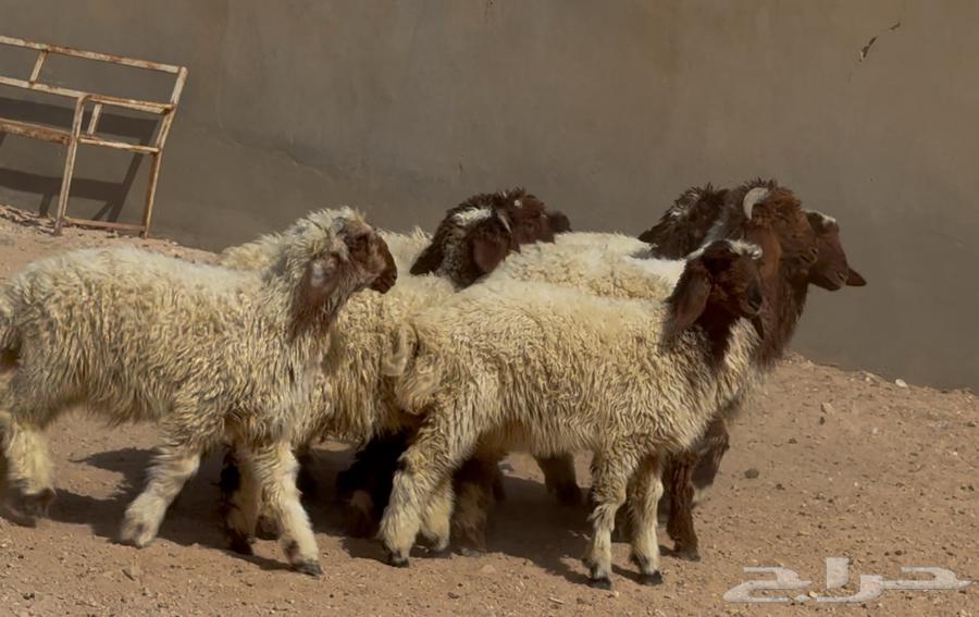 هرافي نعيم طيبه العدد 9 سعر البيع 109064185074142337114