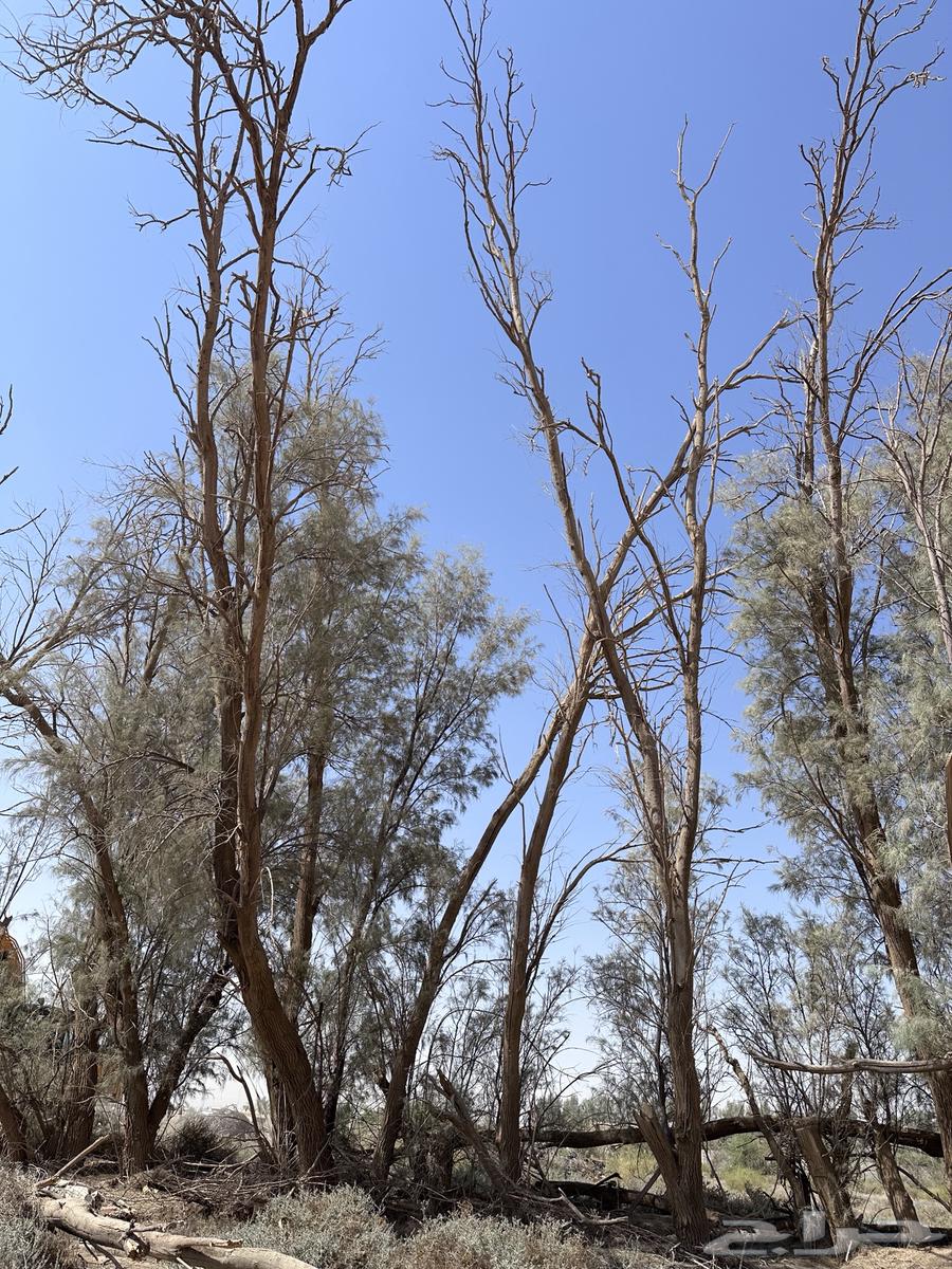 اشجار اثل للبيع64182680329218110