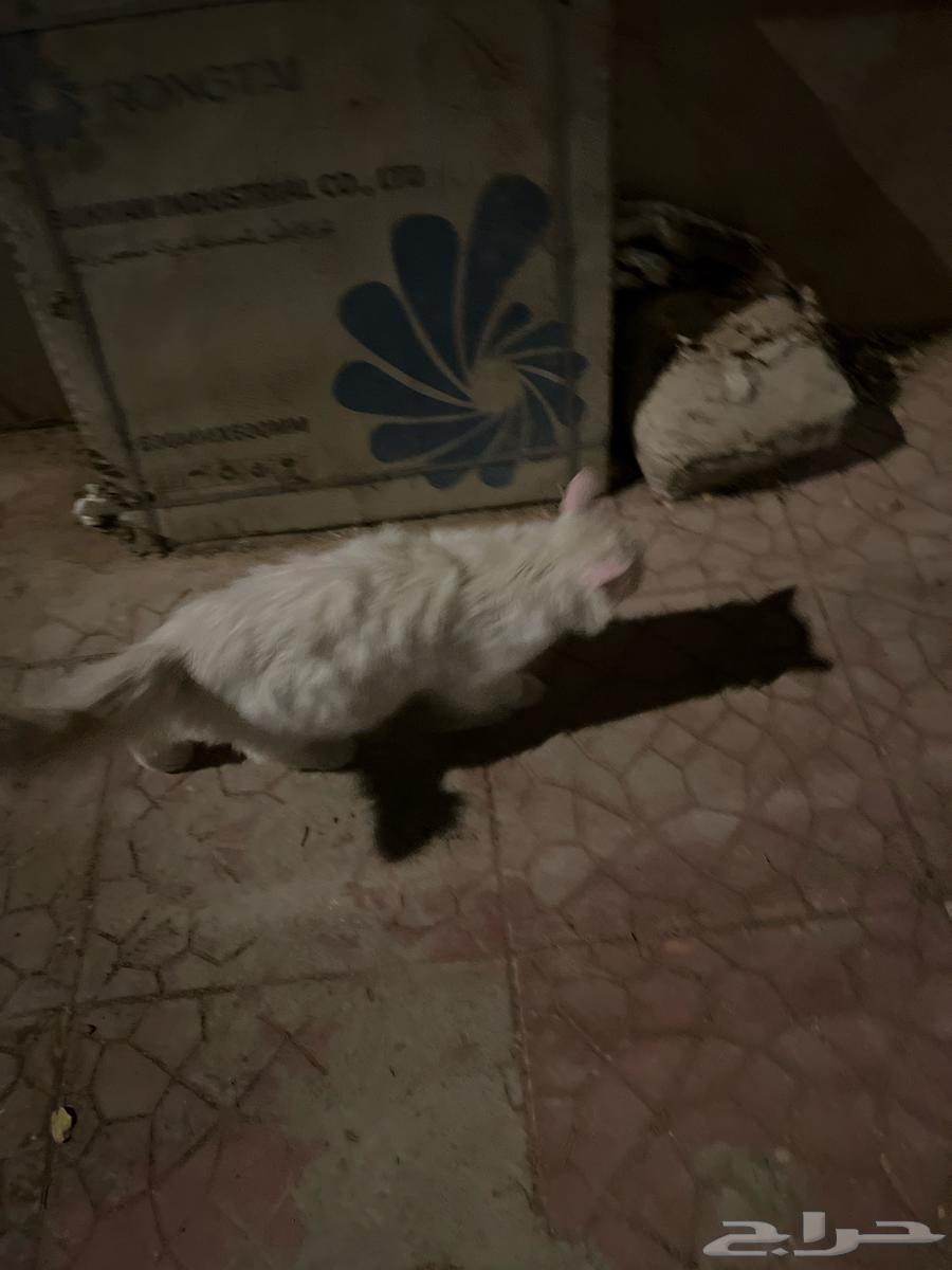 للبيع بسه شد بلد الممشى 600 شرط64394441541761110