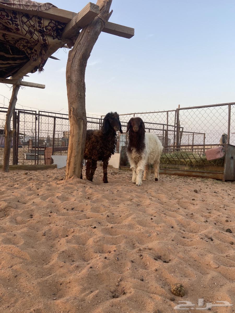 رخال نعيم هرفي64181931431555110