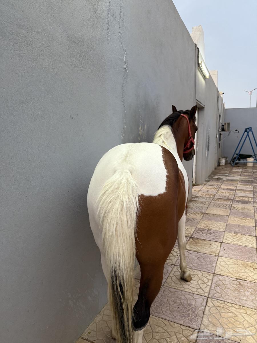 فرس بوني64197290801409111