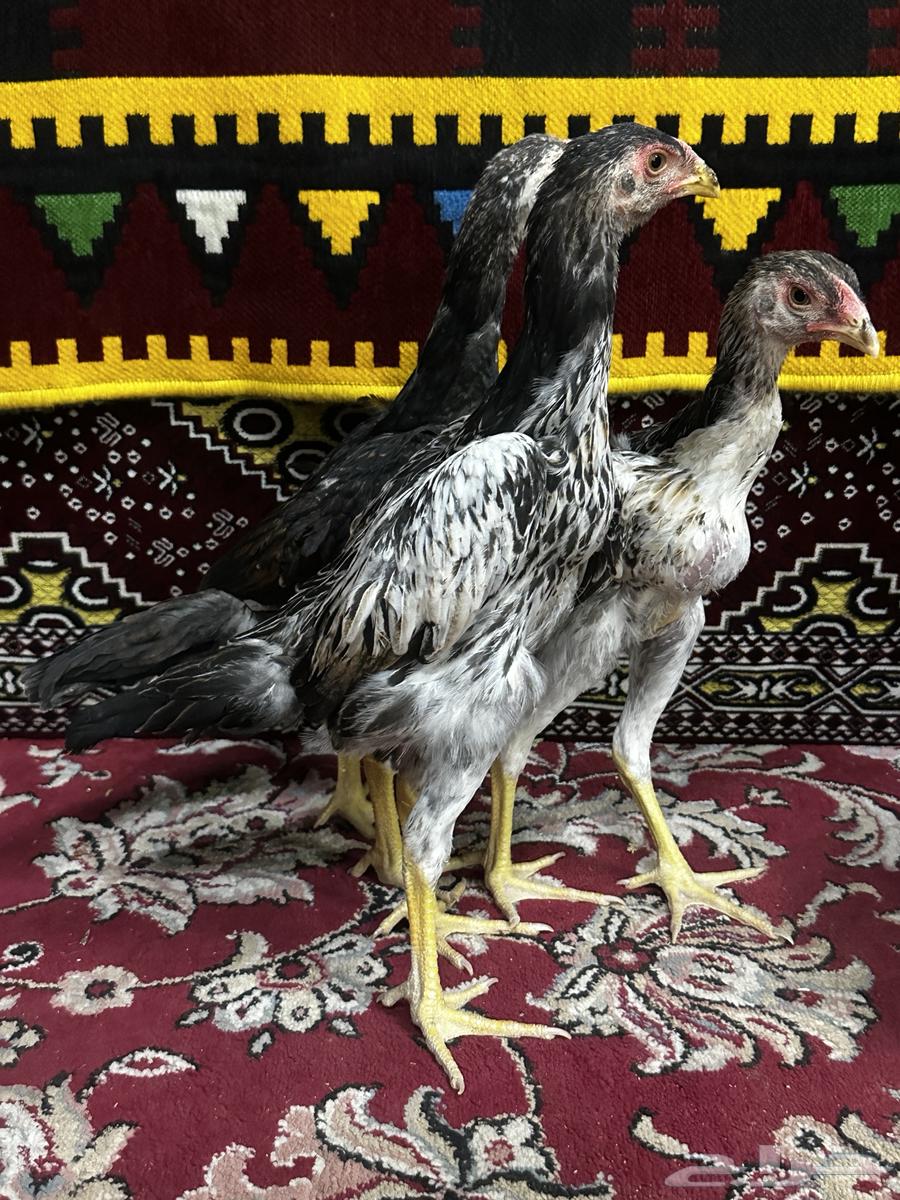 شامو ياباني64197693125763111