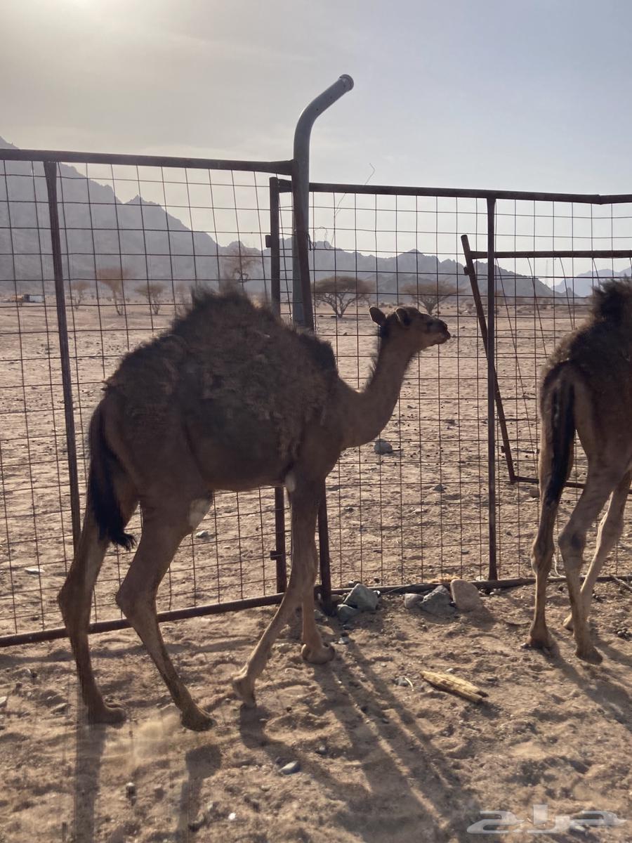 Qaadan 264192269375235113