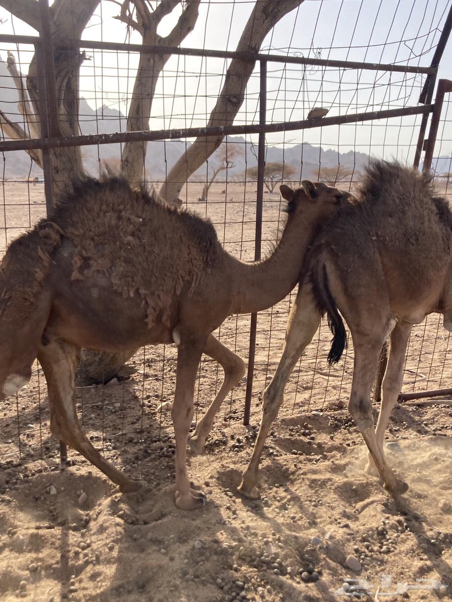 Qaadan 264192269375235114