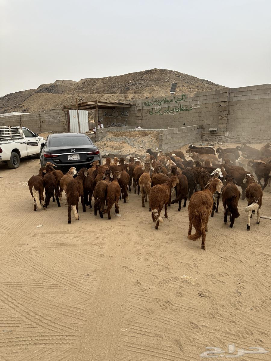 طليان سواكن حمري64194703432833110