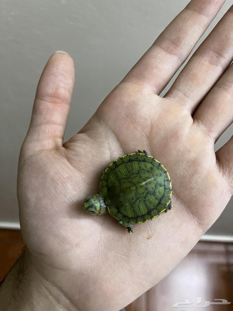 سلحفاة اليفة للبيع64195139165570112