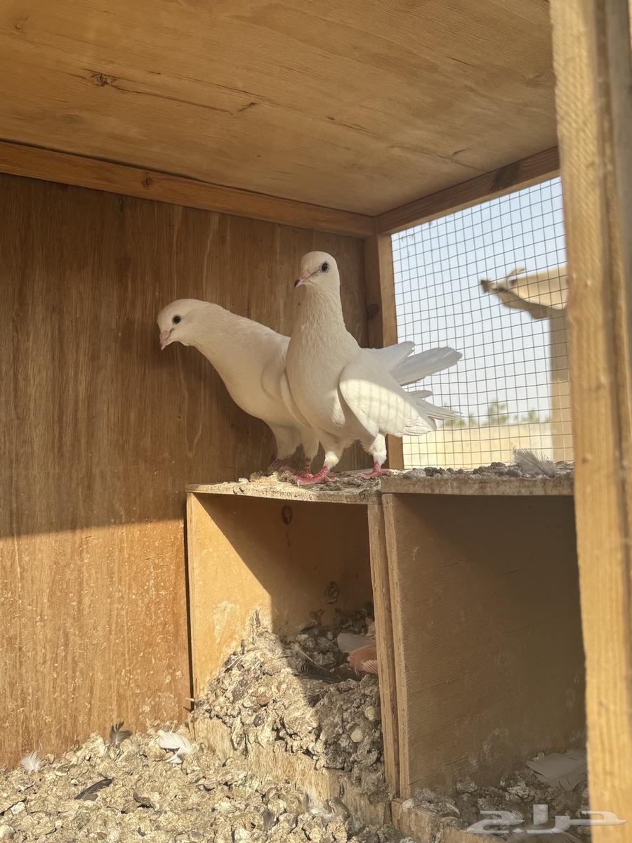 Qatai Cat Pigeons64196840583169110