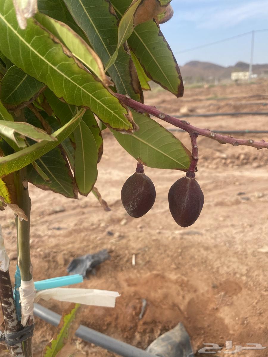 Al Bahah - Al Aqiq, Wadi Tharad63613332098562111