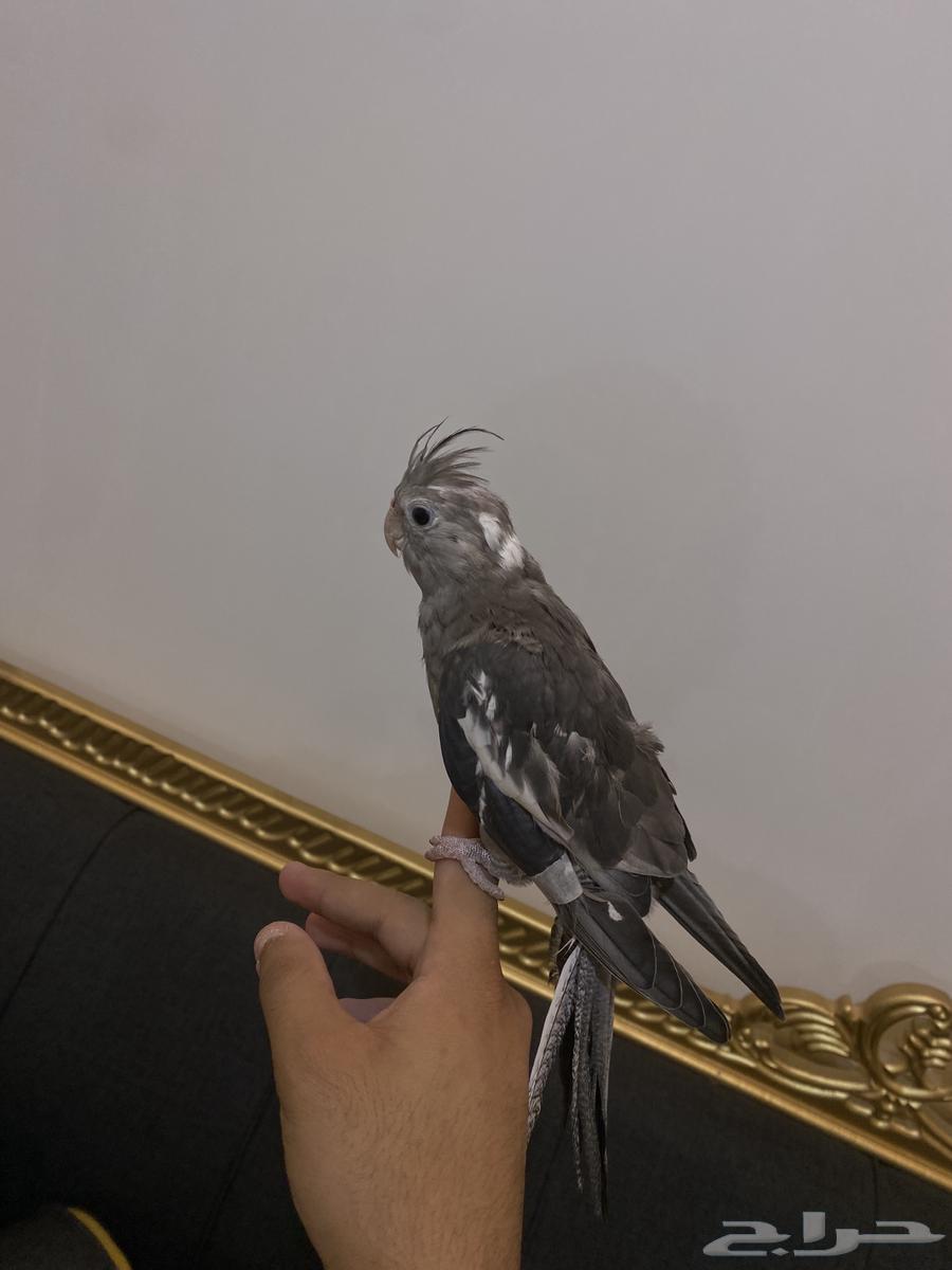 تم(البيع)64200761739139110