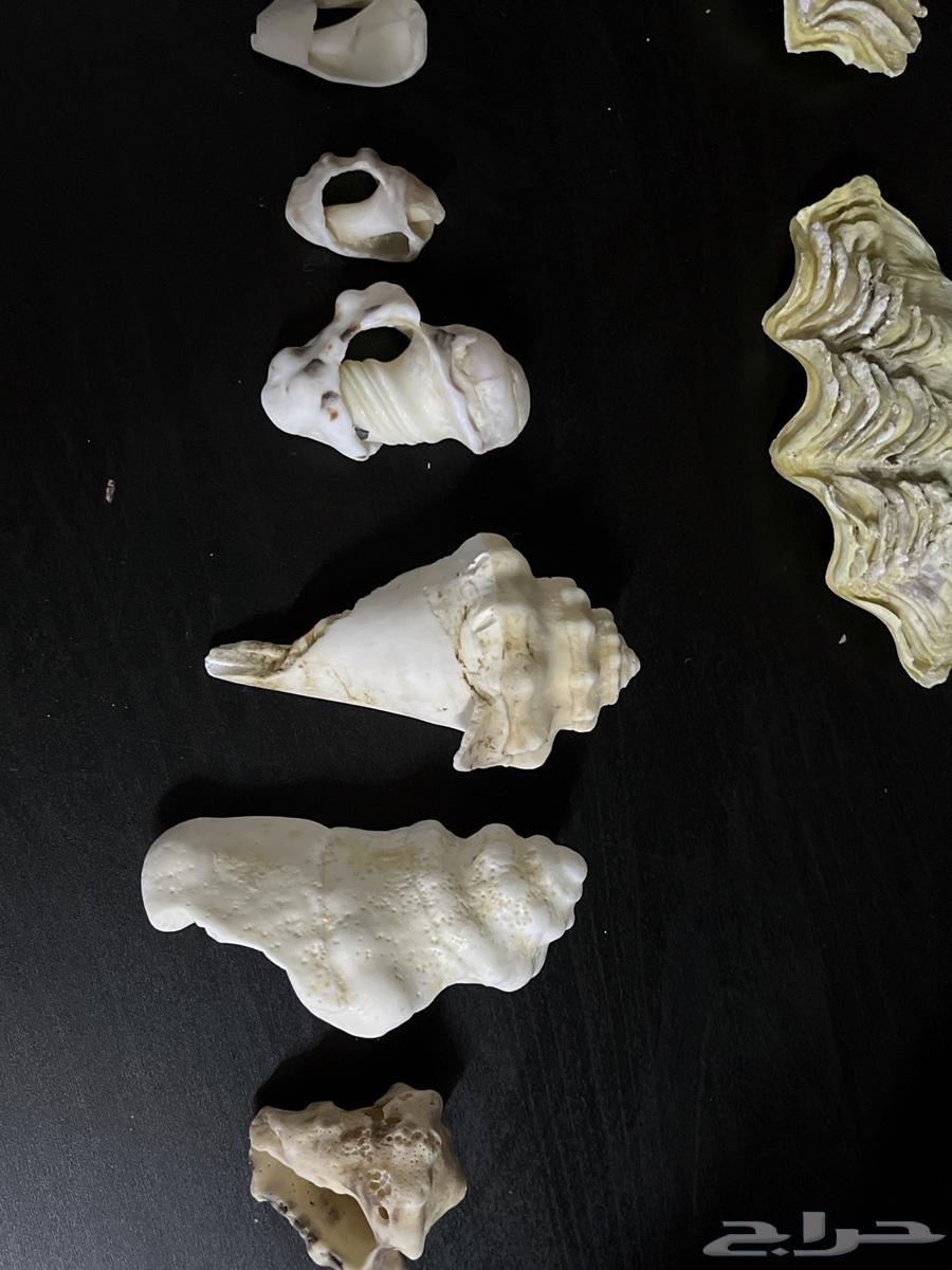 Rare Gemstones, Shells, and Coral64189281530881111