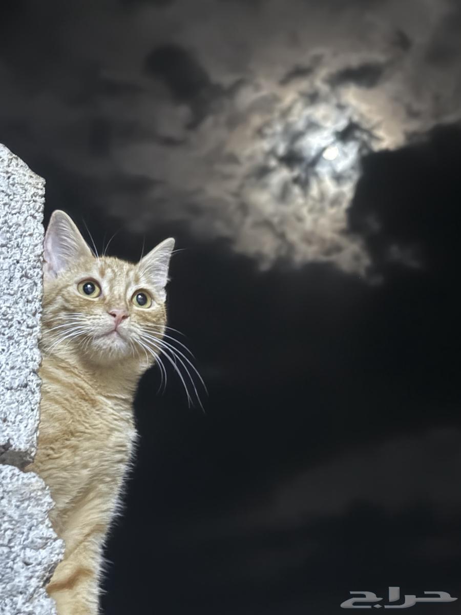 قطط للبيع64183551045251110