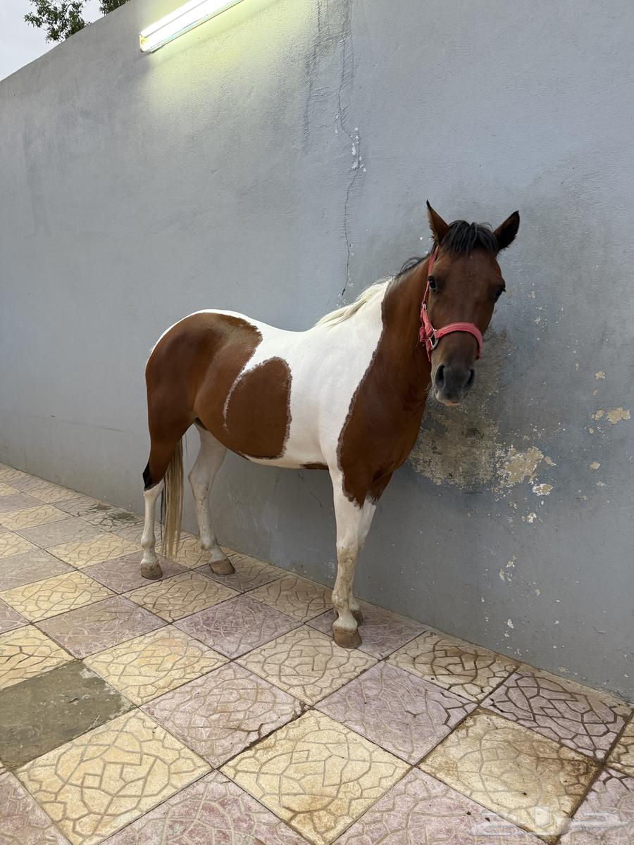 فرس بوني64197290801409110