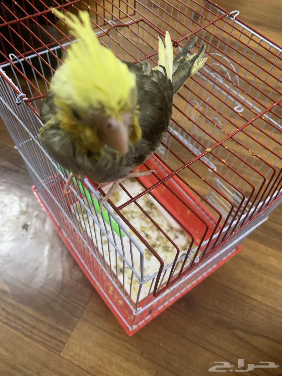 A two-month-old Krovan bird, Waleef.64200978432258110