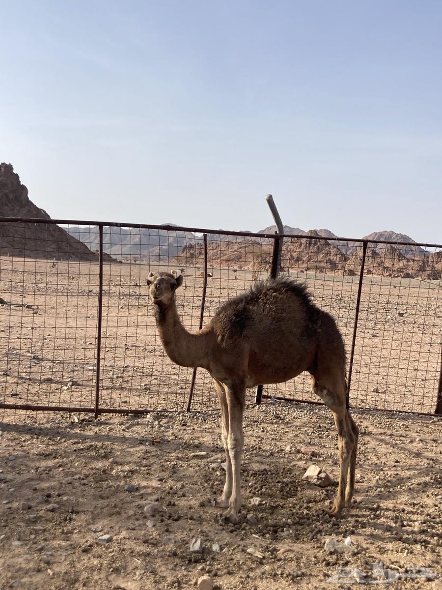 Qaadan 264192269375235112