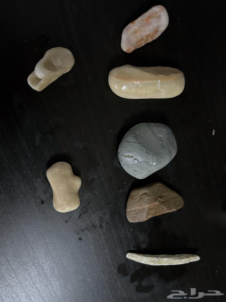 Rare Gemstones, Shells, and Coral64189281530881110