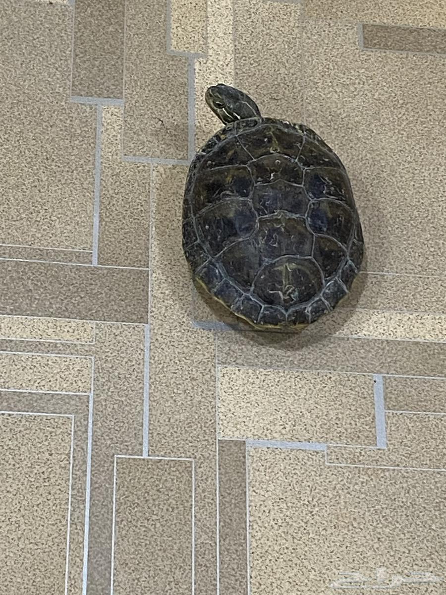 اللبيه سلحفاء وسط64176083900162113