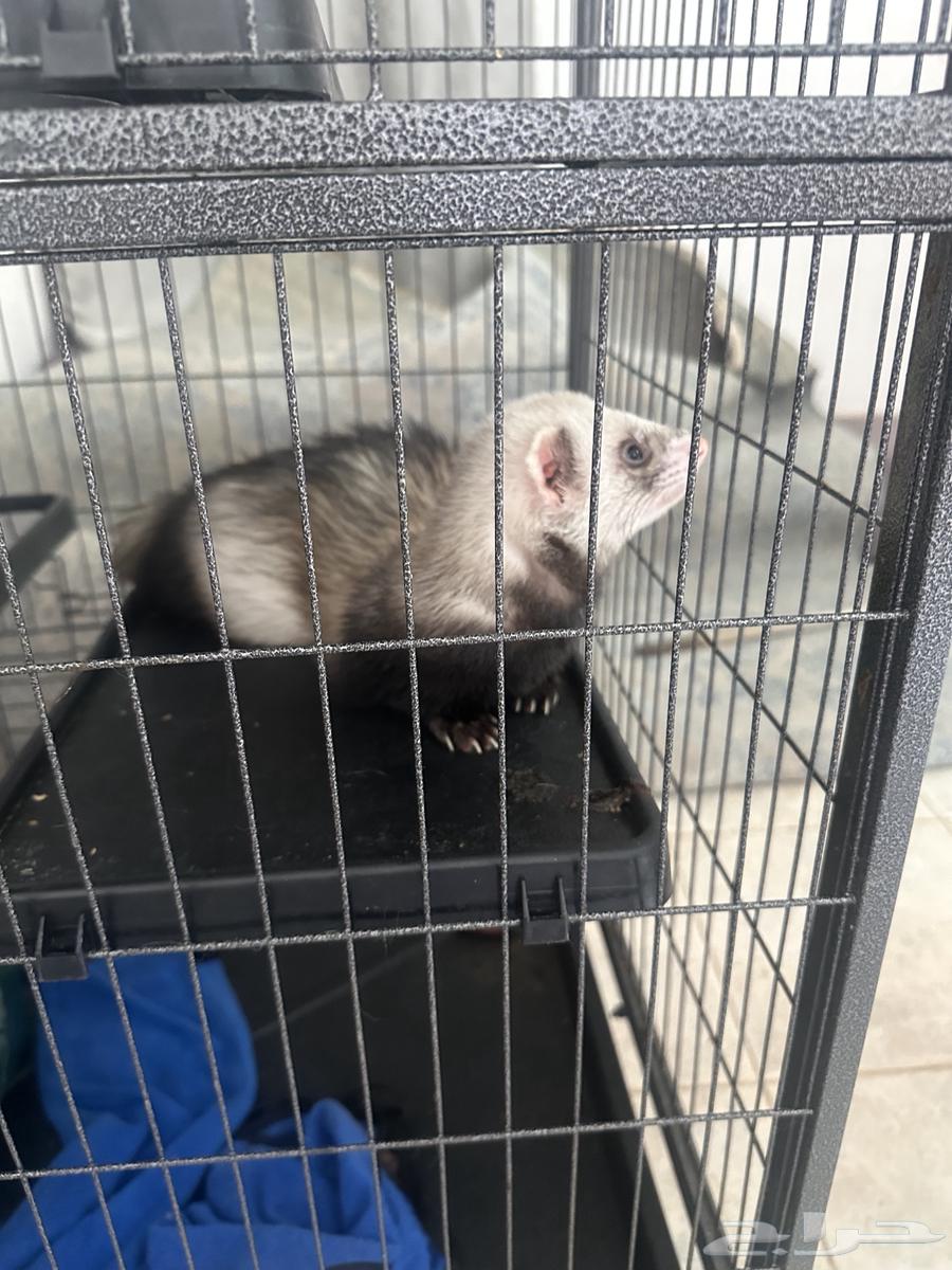 نمس للبيع64187184154626113