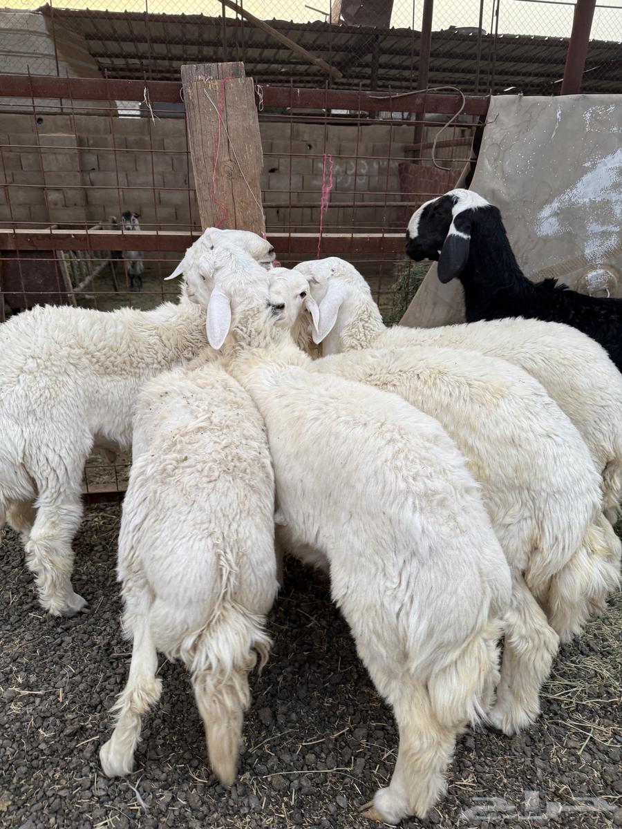 Goats and sheep for clean slaughter (slaughter and delivery)64180384763649110