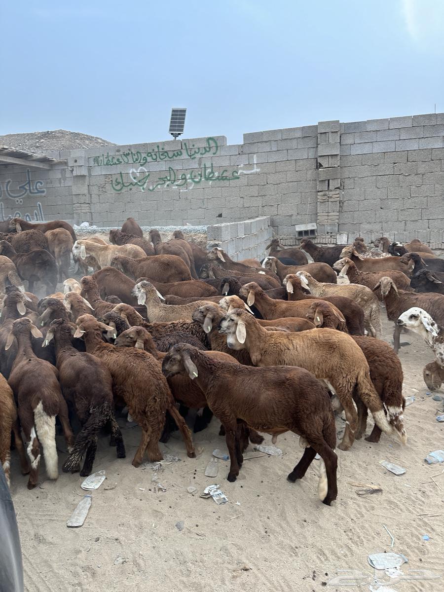 طليان سواكن حمري64194703432833113