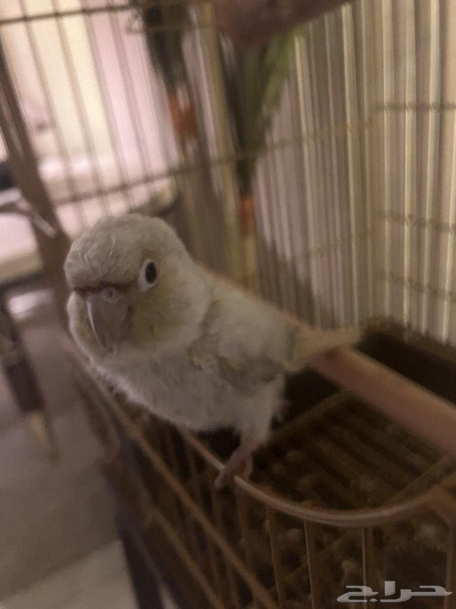 طير كنيور كريمي دييلوت (كريمي)64201175912195110