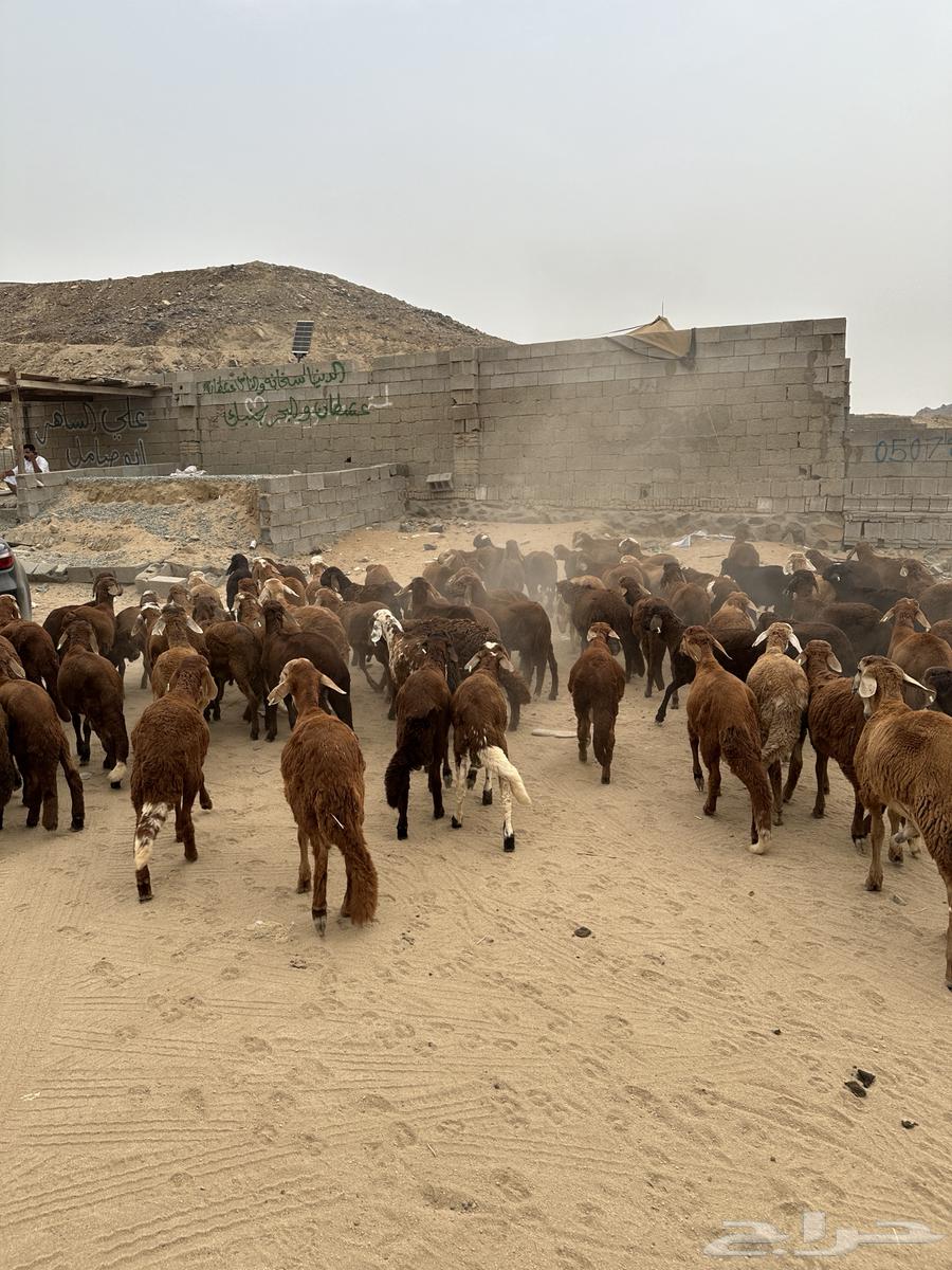 طليان سواكن حمري64194703432833111