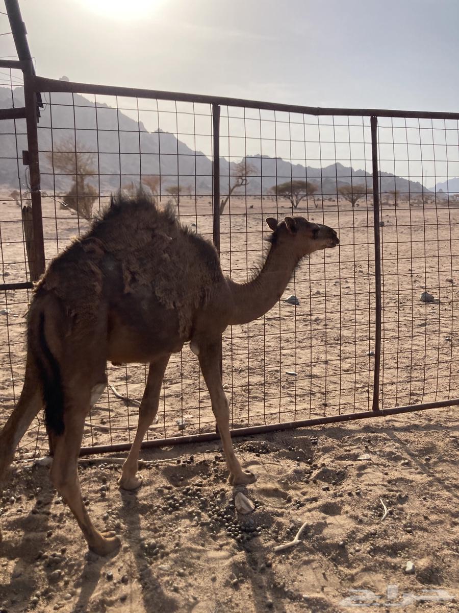 Qaadan 264192269375235111