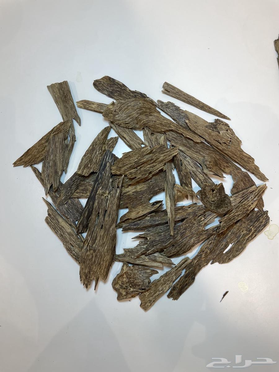 عود سومطري طبيعي سعر منافس64199907547395111