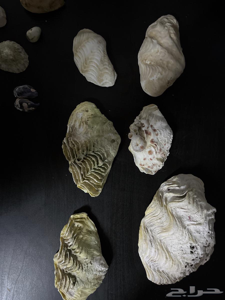 Rare Gemstones, Shells, and Coral64189281530881112