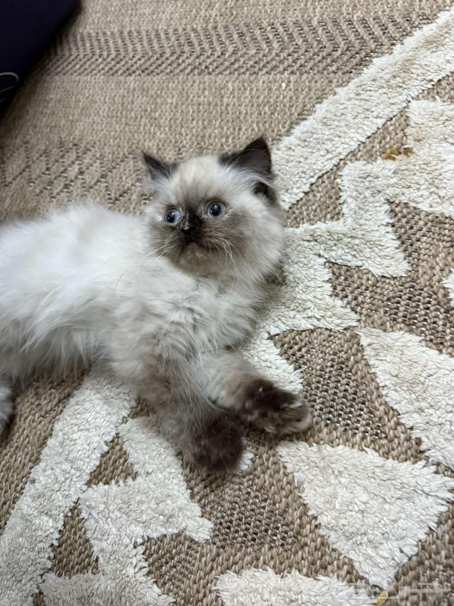 Hi, I have a 3-month-old Himalayan cat64189966391811113