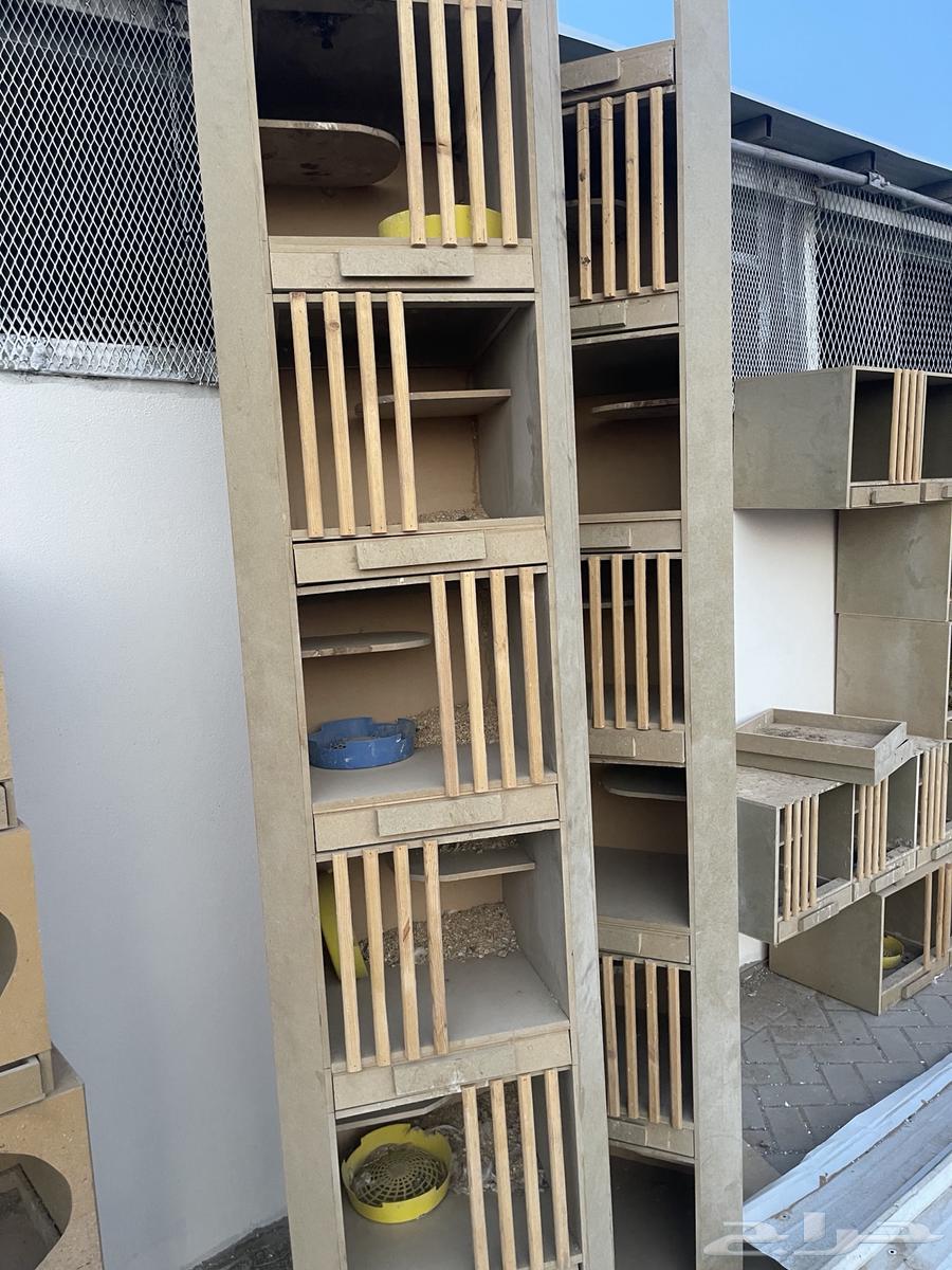 محاكر او رفوف حمام ودجاج64194912889346110