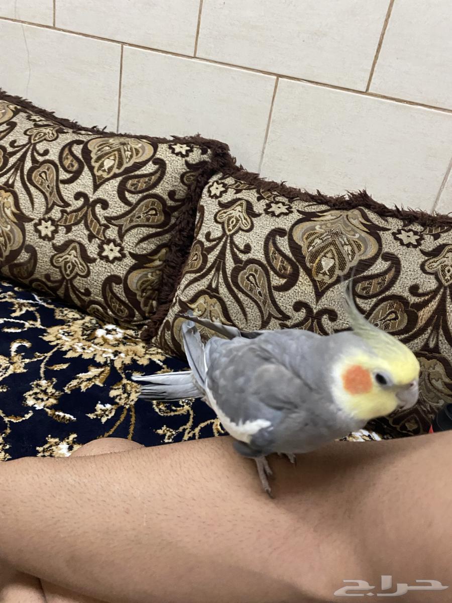 ذكر كروان ستاند اليف متكلم للبيع64179138299010110