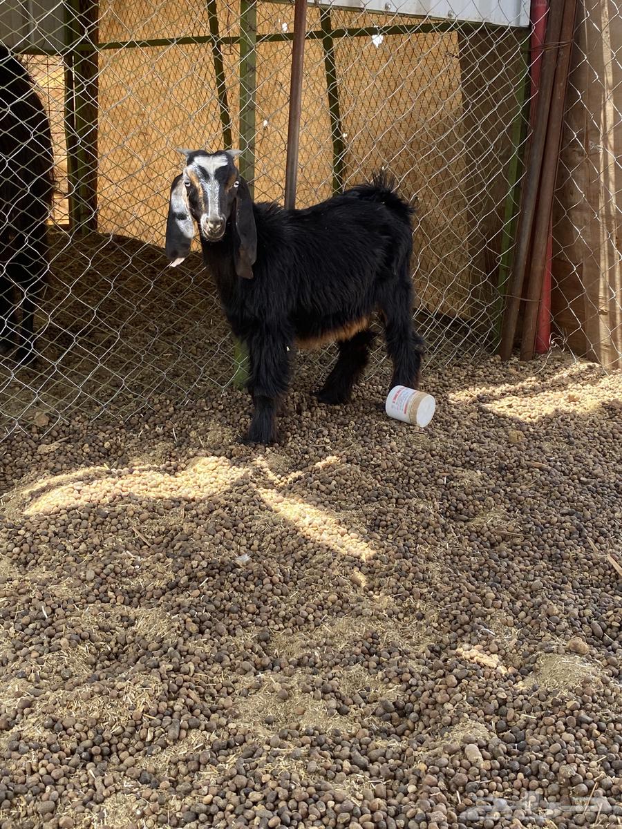 تيوس للبيع64187161169283112