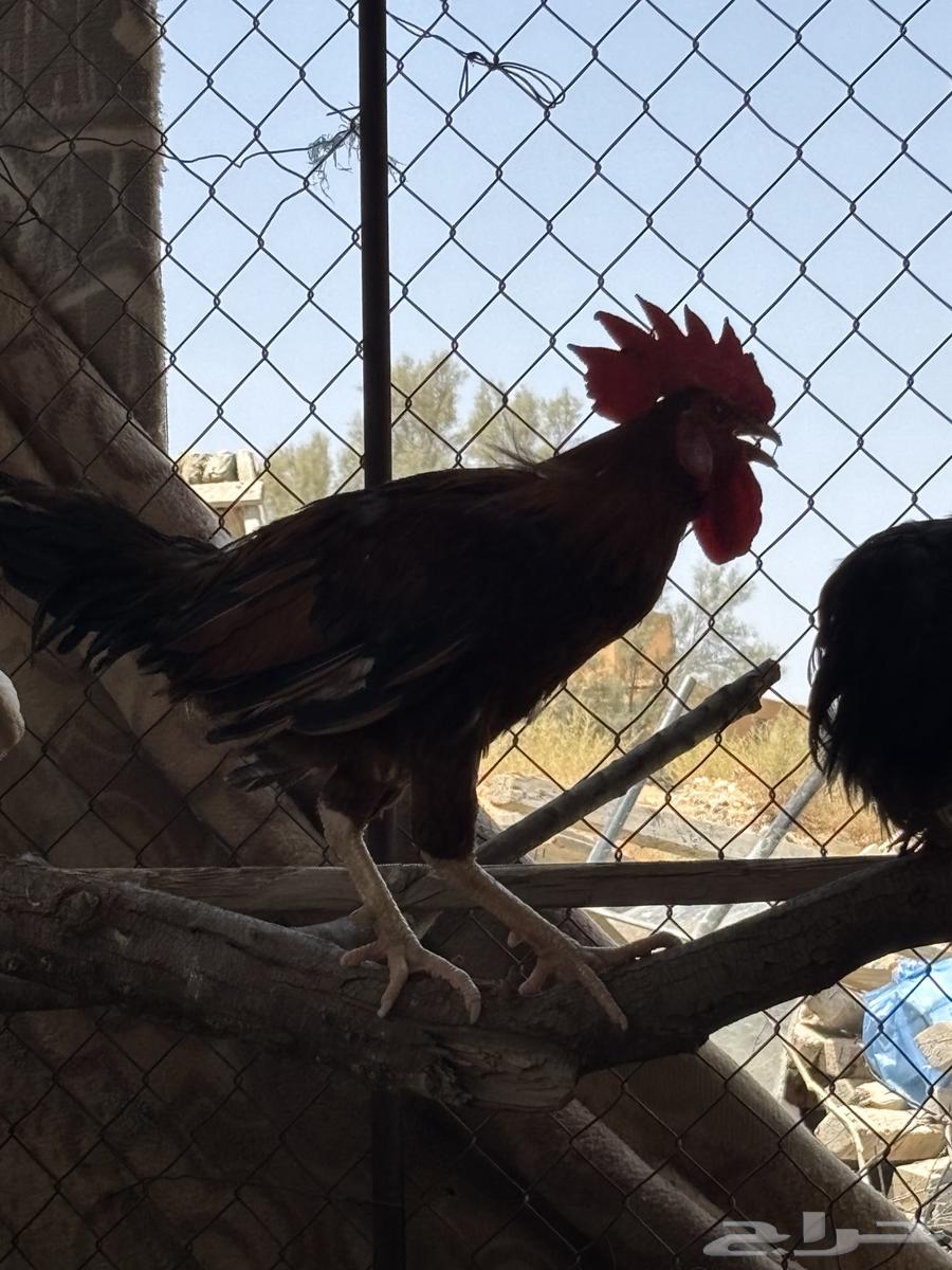 للبيع 10 ديكة64184382203393114