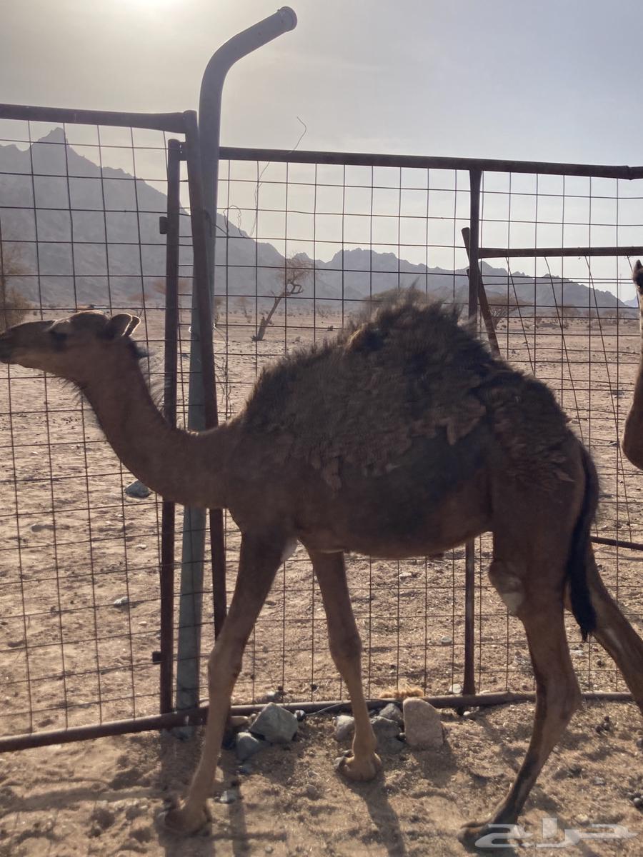 Qaadan 264192269375235110