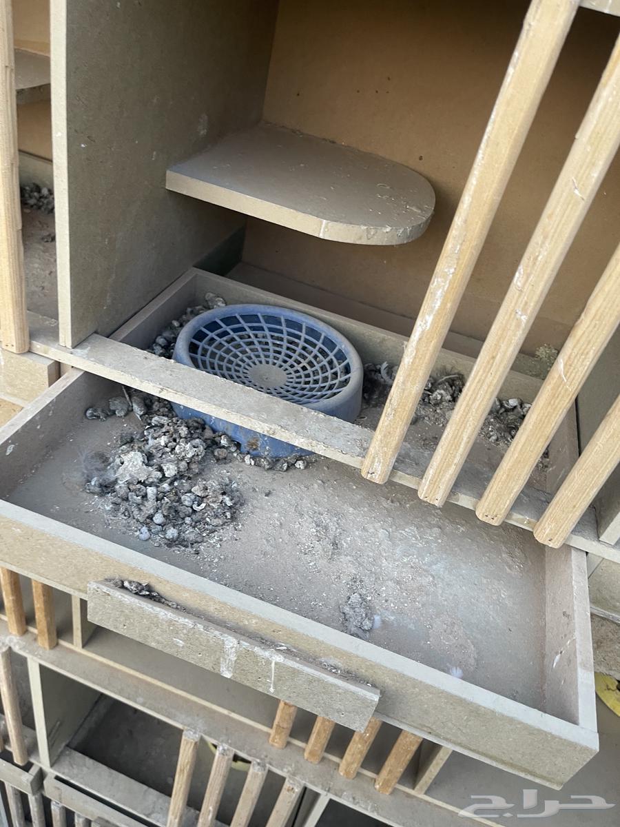 محاكر او رفوف حمام ودجاج64194912889346112