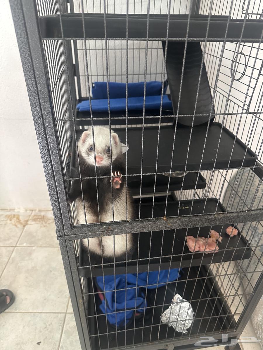 نمس للبيع64187184154626112