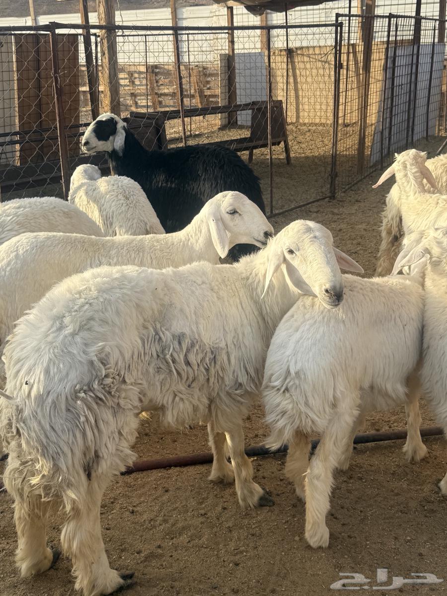 Free-range Italian goats, local and Najdi64194223392769112