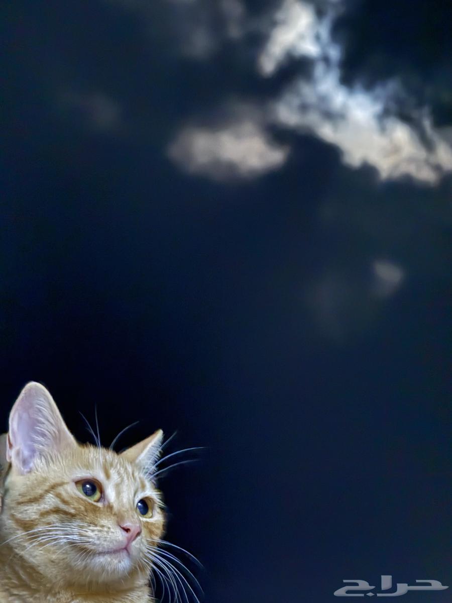 قطط للبيع64183551045251111