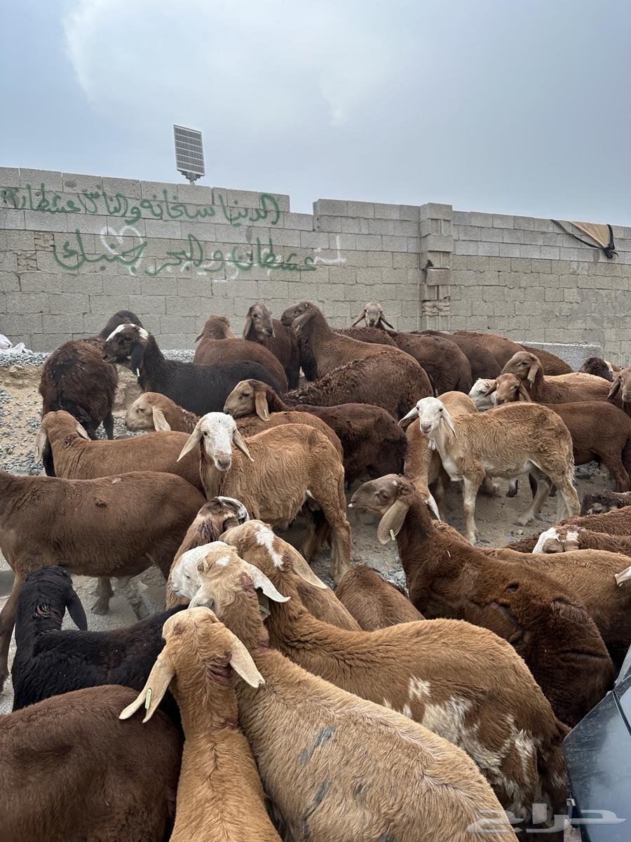 طليان سواكن حمري64194703432833114