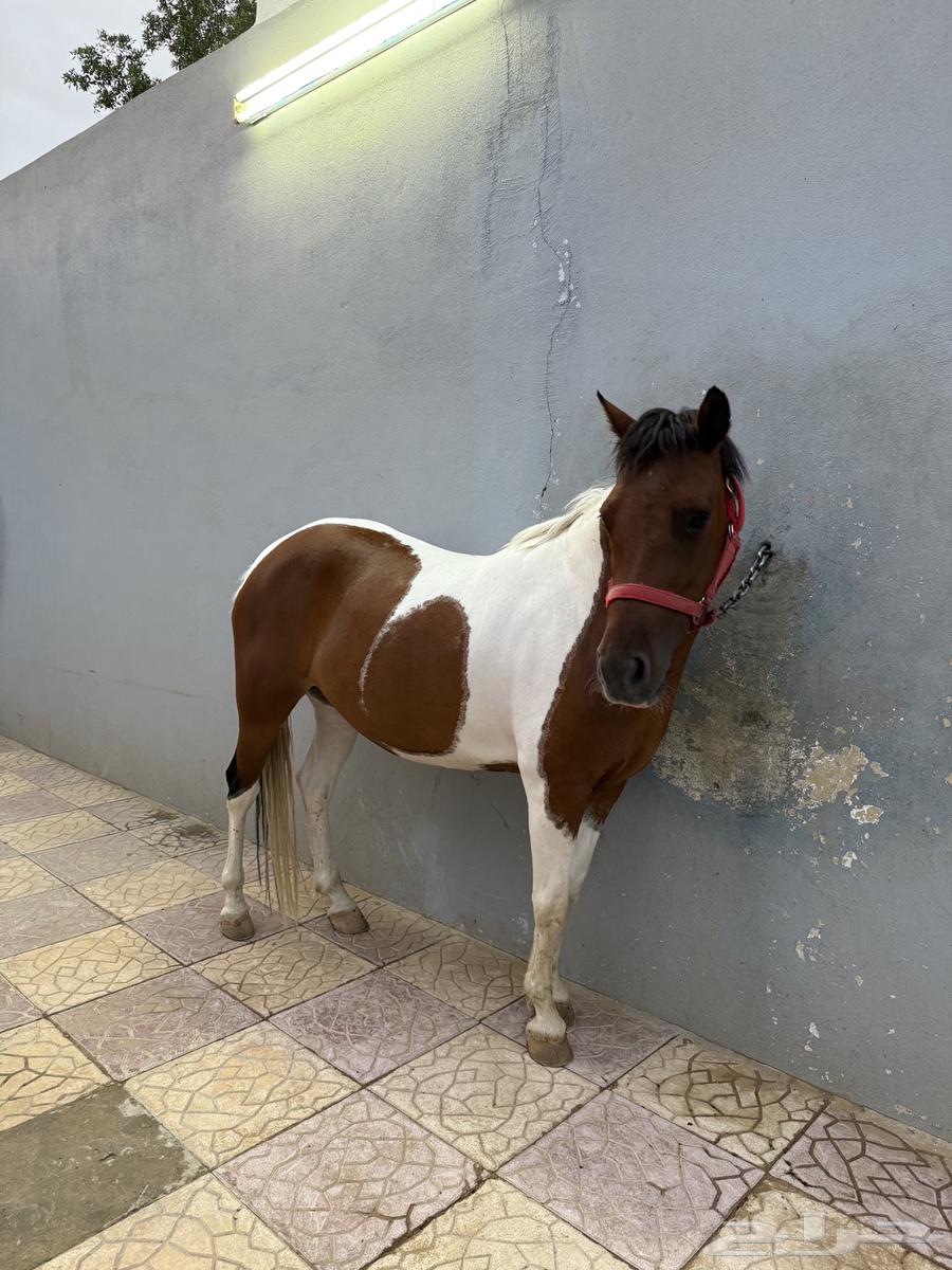 فرس بوني64197290801409112