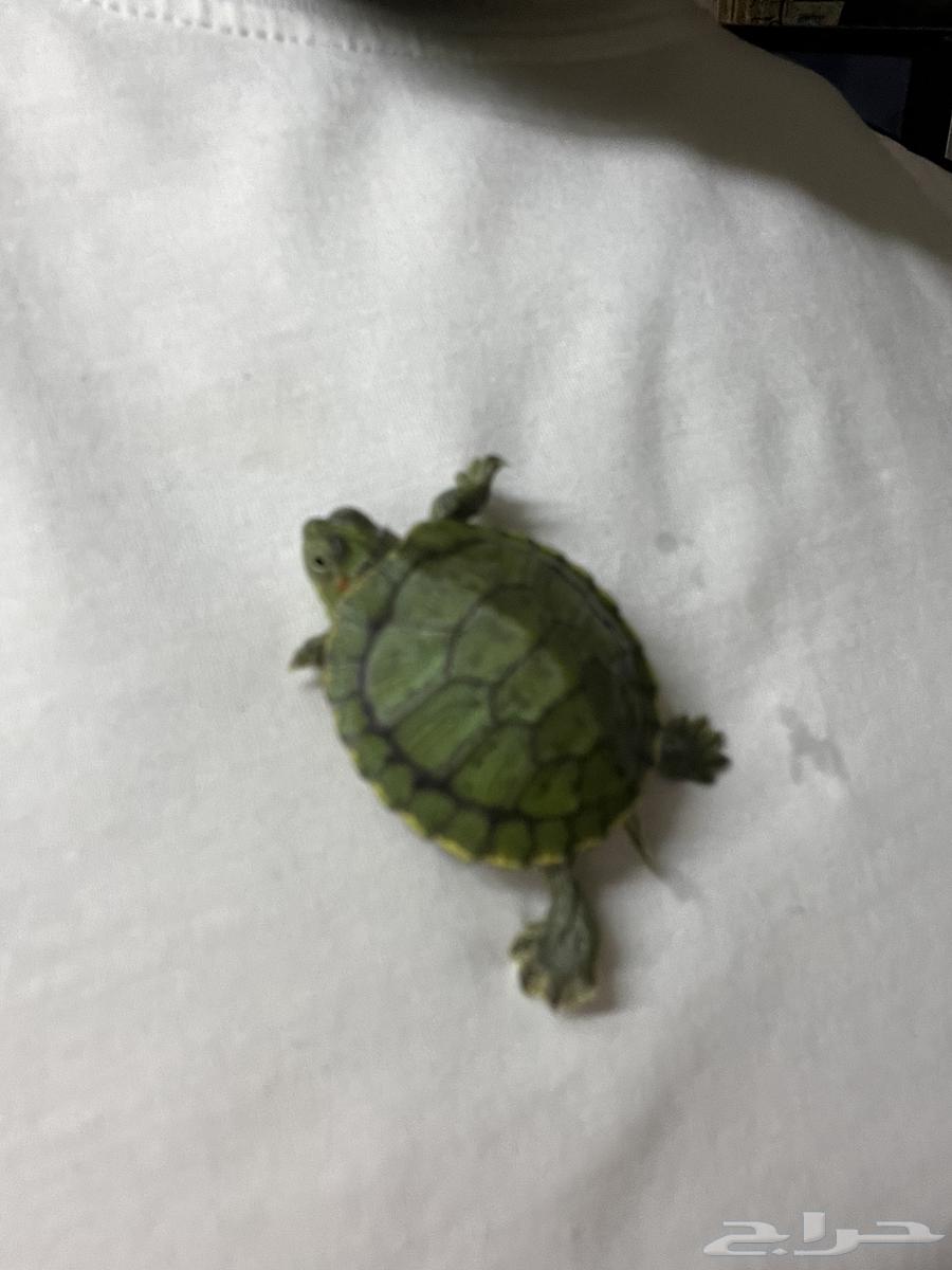 سلحفاة اليفة للبيع64195139165570110