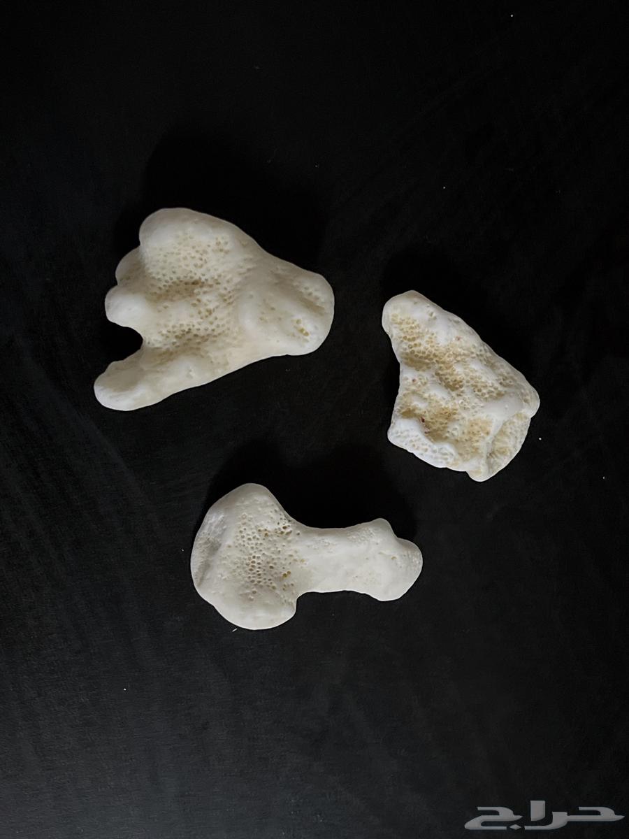 Rare Gemstones, Shells, and Coral64189281530881113