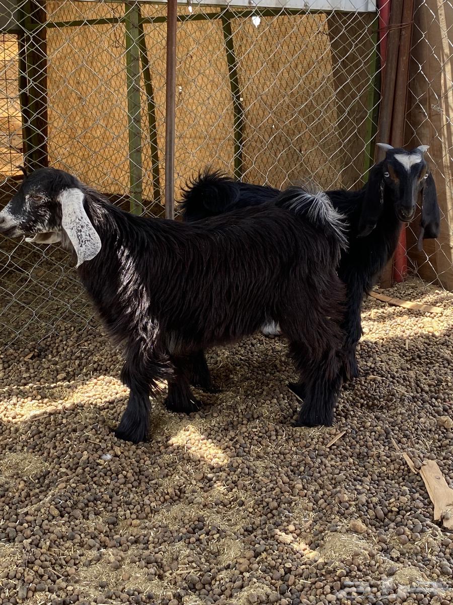 تيوس للبيع64187161169283110