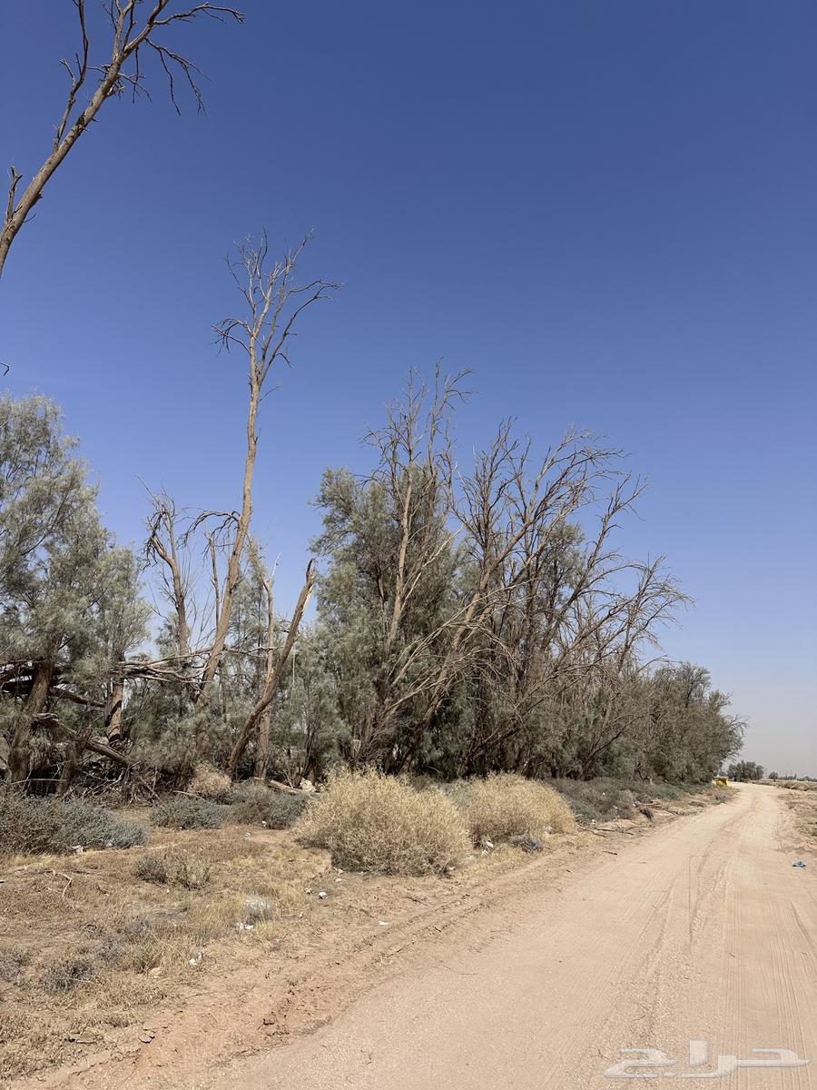 اشجار اثل للبيع64182680329218112