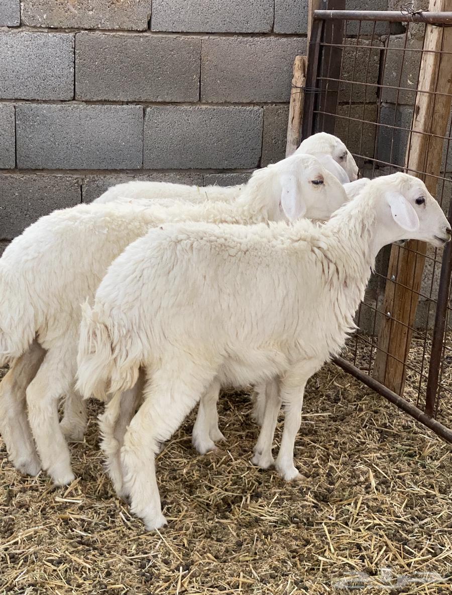 5 free sheep with 5 lambs (Sold)64200104549762113